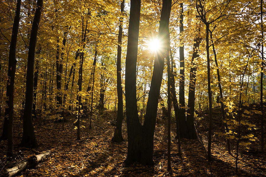 Sunburst - an Autumn Walk in the Golden Forest  Photograph by Georgia Mizuleva
