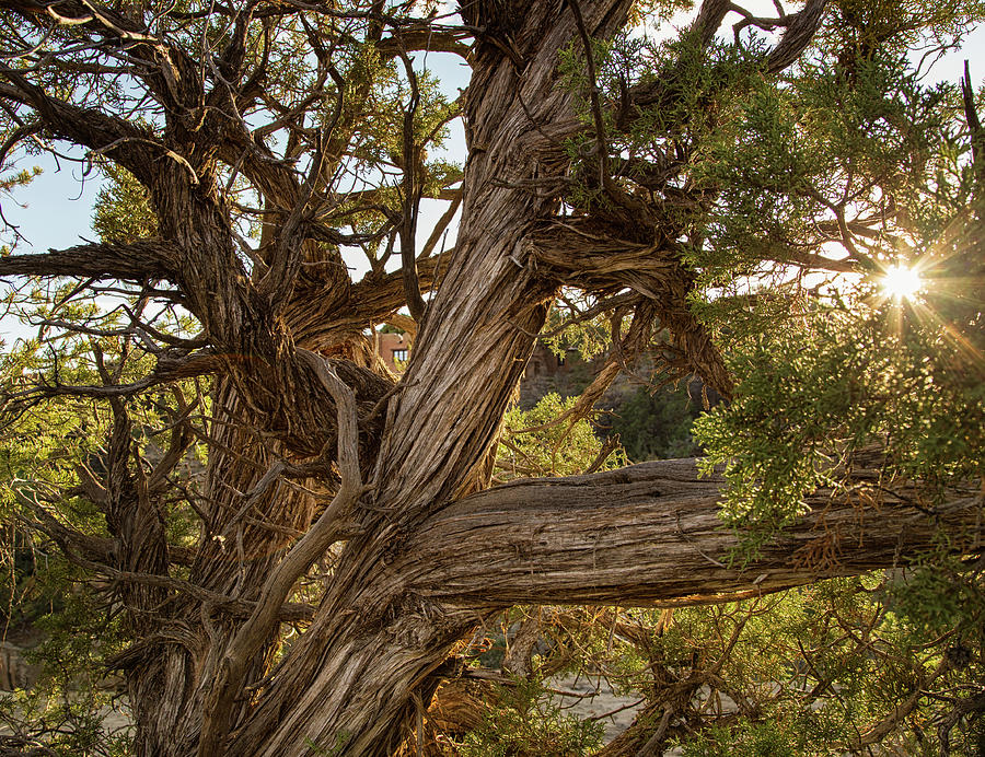Sunburst at Mesa Verde Photograph by Kunal Mehra