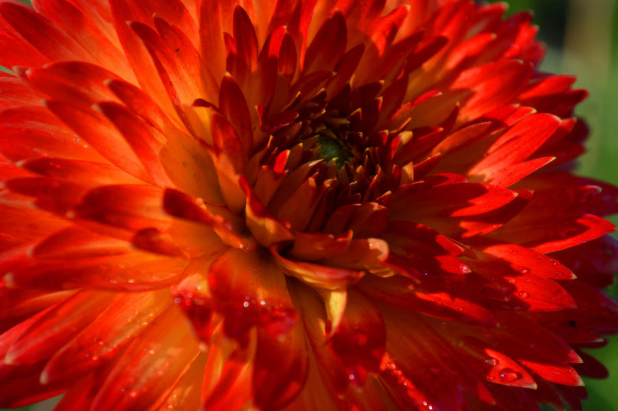 Flower Photograph - Sunburst Dahlia by Dianne Cowen Cape Cod Photography