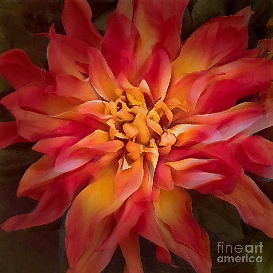 Sunburst Flower Photograph by Luther Fine Art