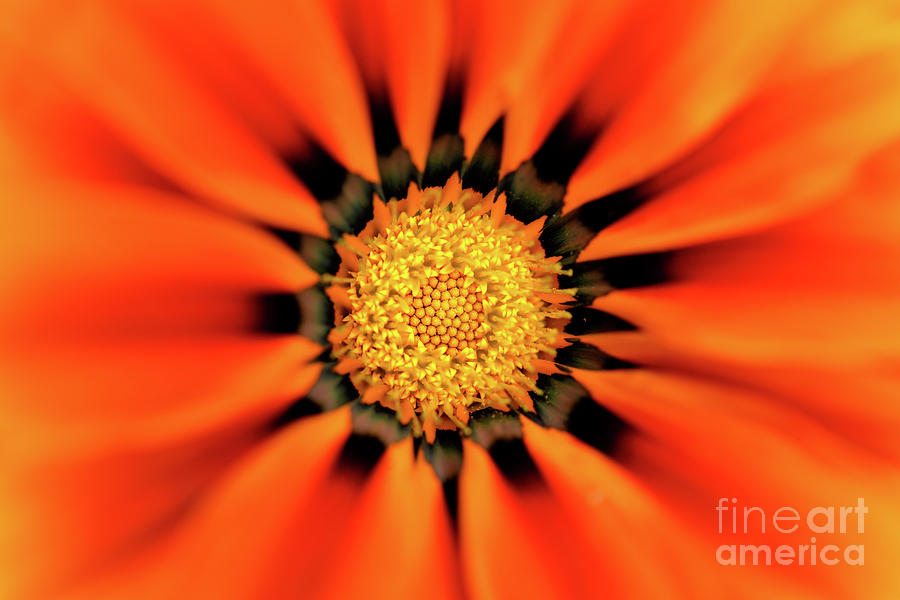 Sunburst Flower Photograph by Terry Elniski