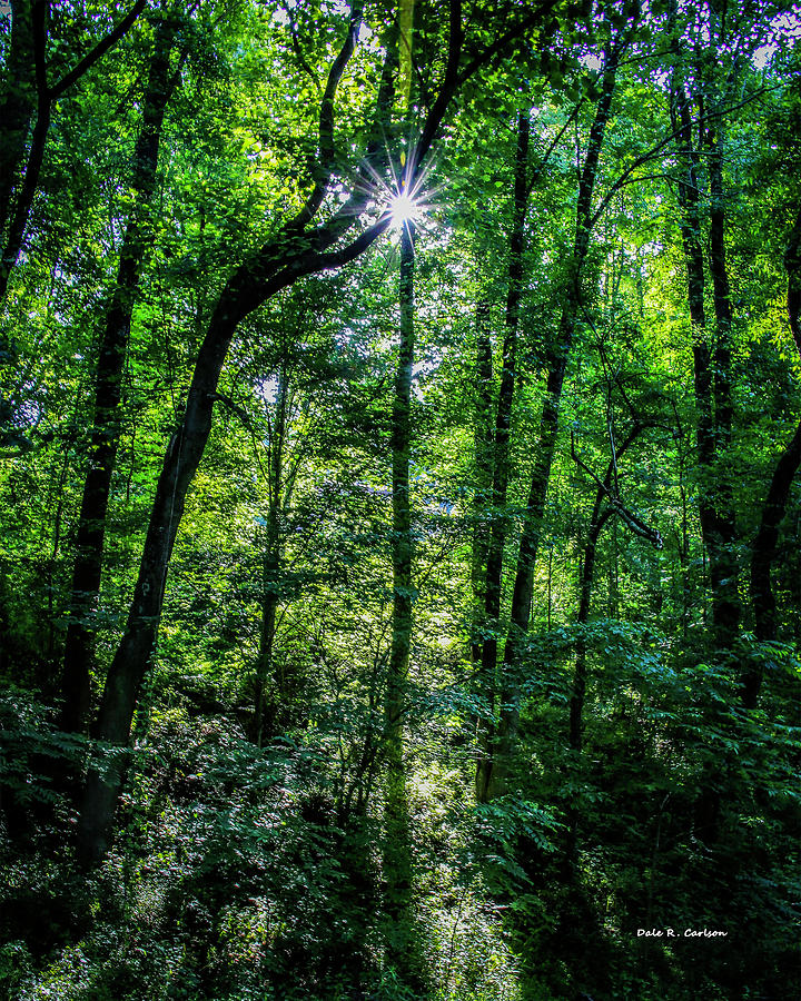 Sunburst Forest Photograph by Dale R Carlson