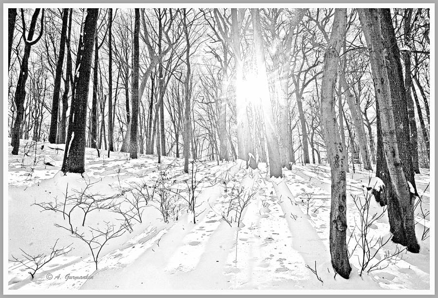 Sunburst Forest Floor in Snow Digital Art by A Macarthur Gurmankin