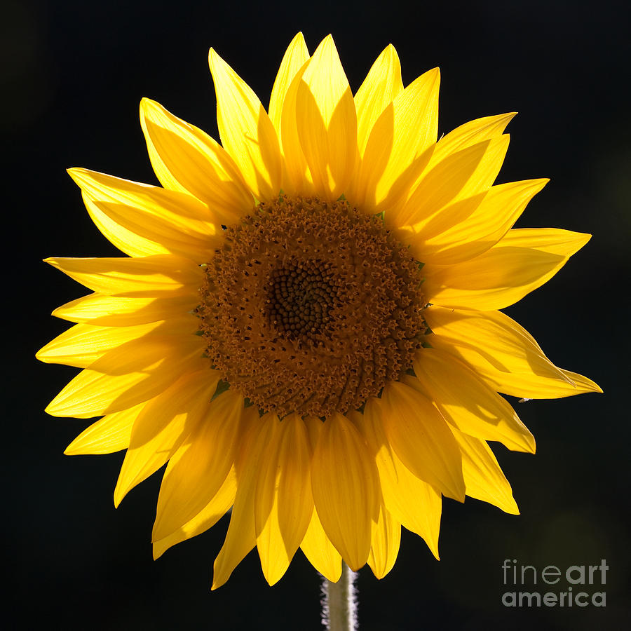 Sunburst Photograph by James Guilford - Fine Art America