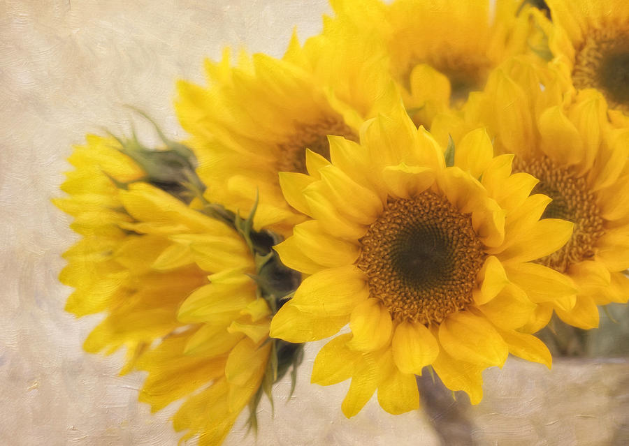 Sunflower Photograph - Sunburst by Kim Hojnacki