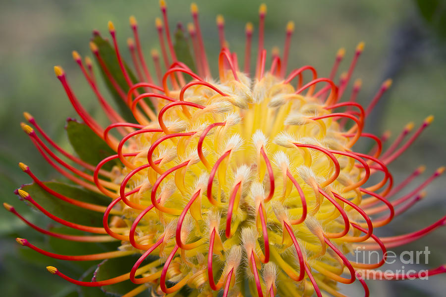 Sunburst Orange Pincushion Photograph by Sharon Mau