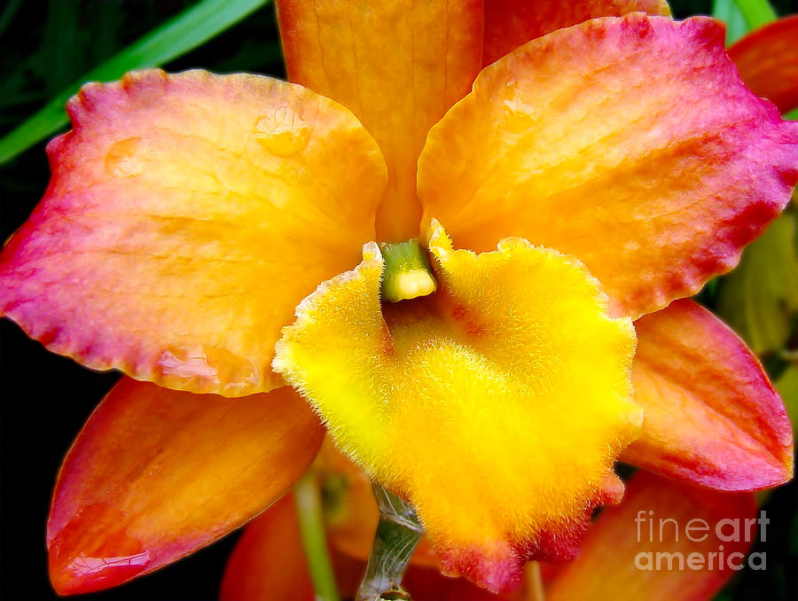 Sunburst Orchid Photograph by Sue Melvin