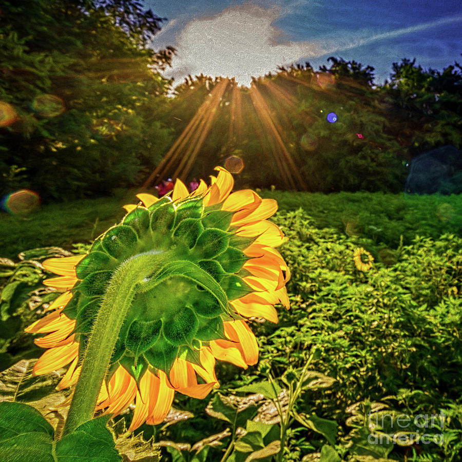 Sunburst over sunflower Photograph by Izet Kapetanovic