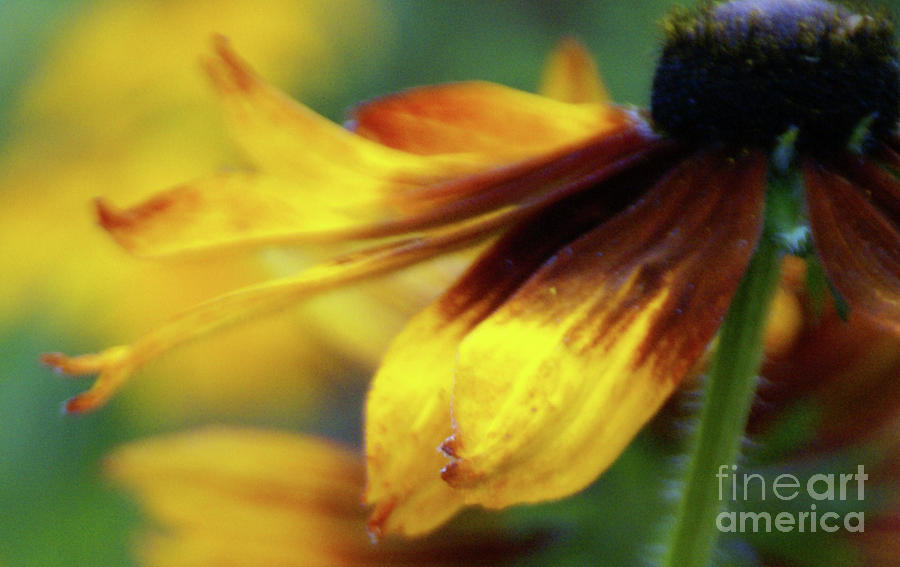 Sunburst Petals - 2 Photograph by Linda Shafer