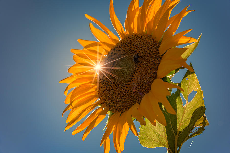 Sunflower Photograph - Sunburst by Rick Berk