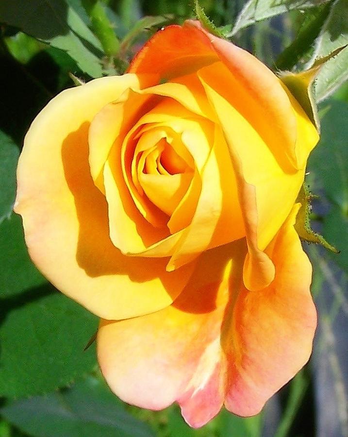 Sunburst Rose Bud Photograph by Dina Sierra - Fine Art America