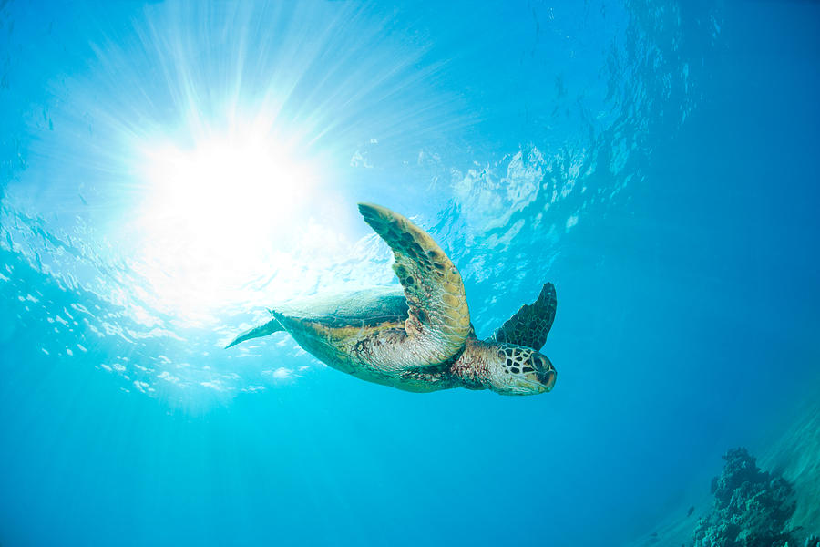 Chelonia Mydas Photograph - Sunburst Sea Turtle by Michael Swiet