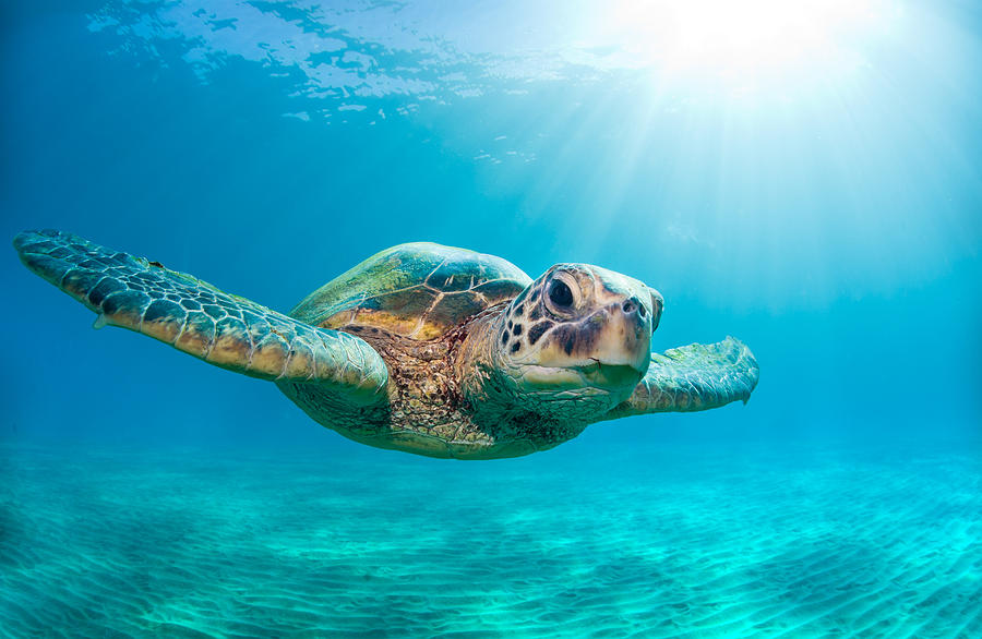 Turtle Photograph - Sunburst Sea Turtle by Michael Swiet