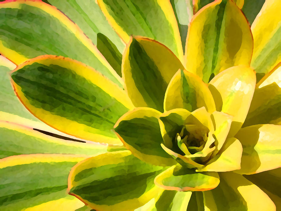 Nature Photograph - Sunburst Succulent Close-Up 2 by Amy Vangsgard