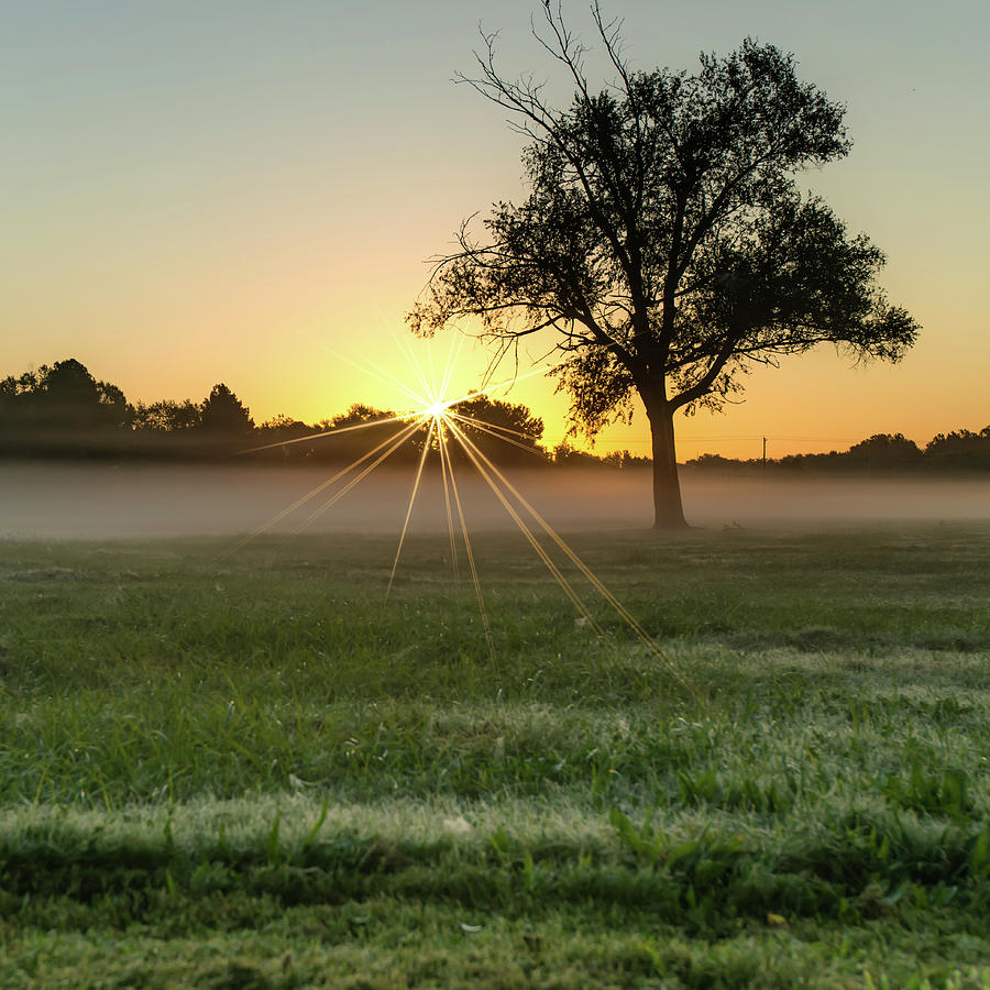 Sunburst Sunrise - Single Tree Square Print Photograph by Gregory Ballos Sunburst Sunrise - Single Tree Square Print Photograph by Gregory Ballos