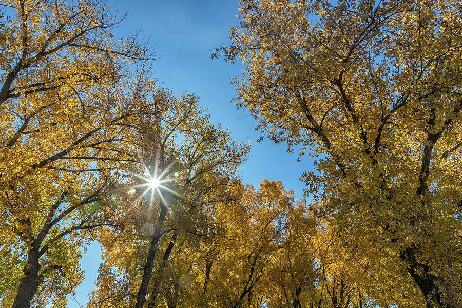 Sunburst Through Fall Foliage Photograph by Tony Hake