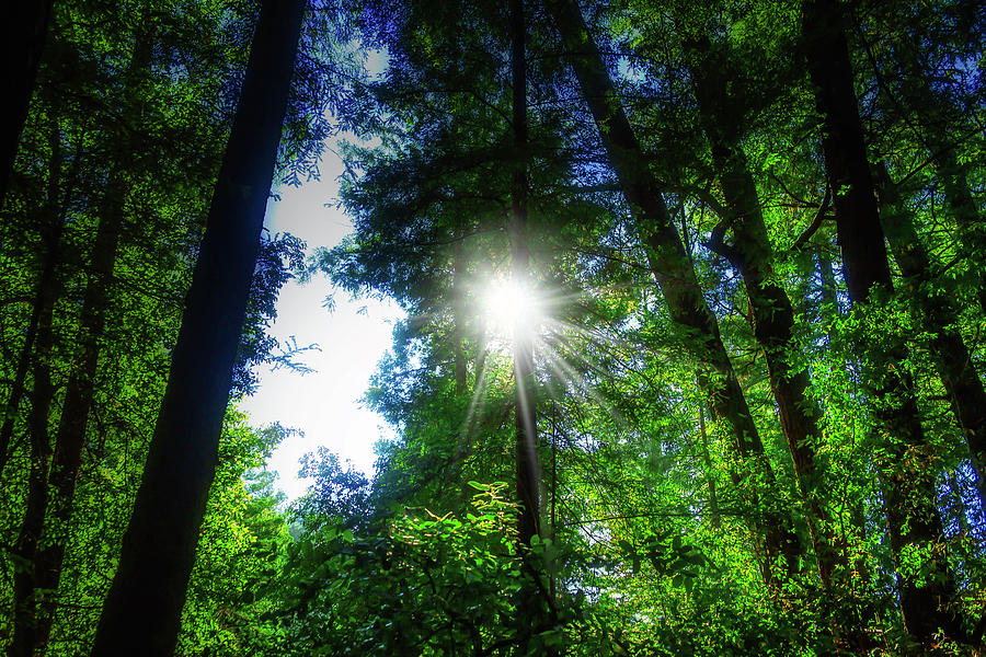 Sunburst Through Trees Photograph by Garry Gay