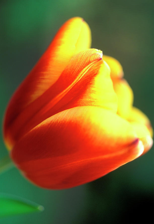 Tulip Photograph - Sunburst Tulip by Kathy Yates