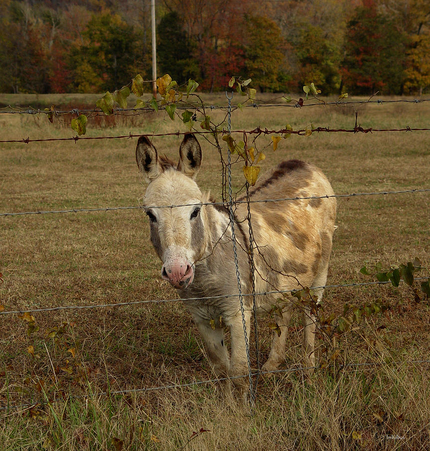 Sundae Donkey Photograph by Alana  Schmitt