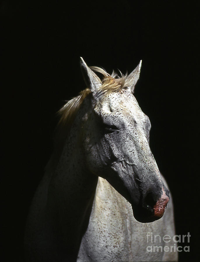 Horse Photograph - Sundance by Jim Cazel