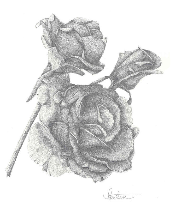 Sundance Rose Drawing by Kristen Stevenson - Fine Art America