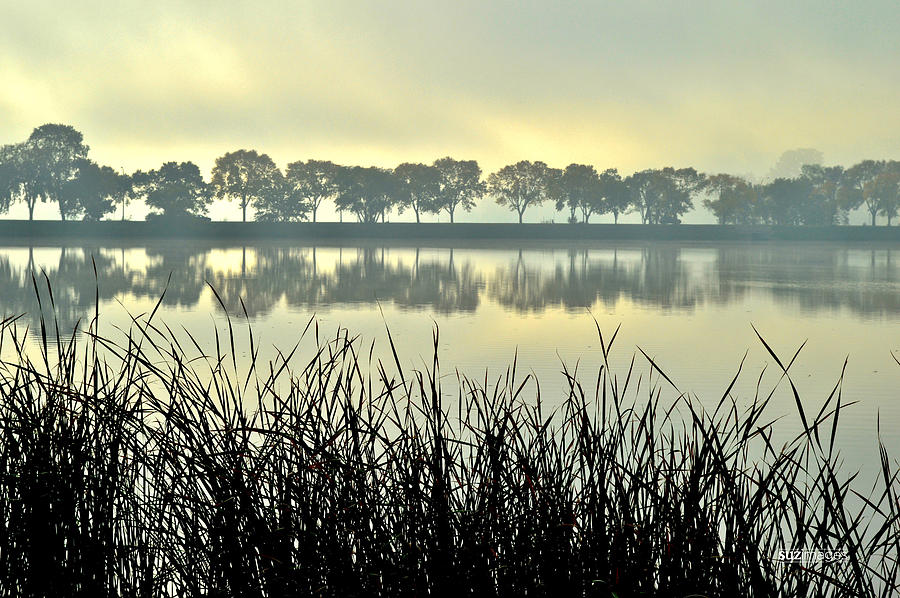 Fog at Sunrise by Susie Loechler Fog at Sunrise by Susie Loechler