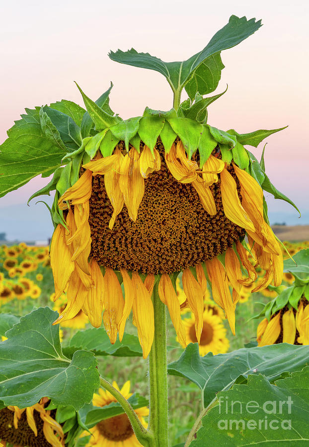 Sunflower Photograph - Sunday Morning Prayer by Ronda Kimbrow