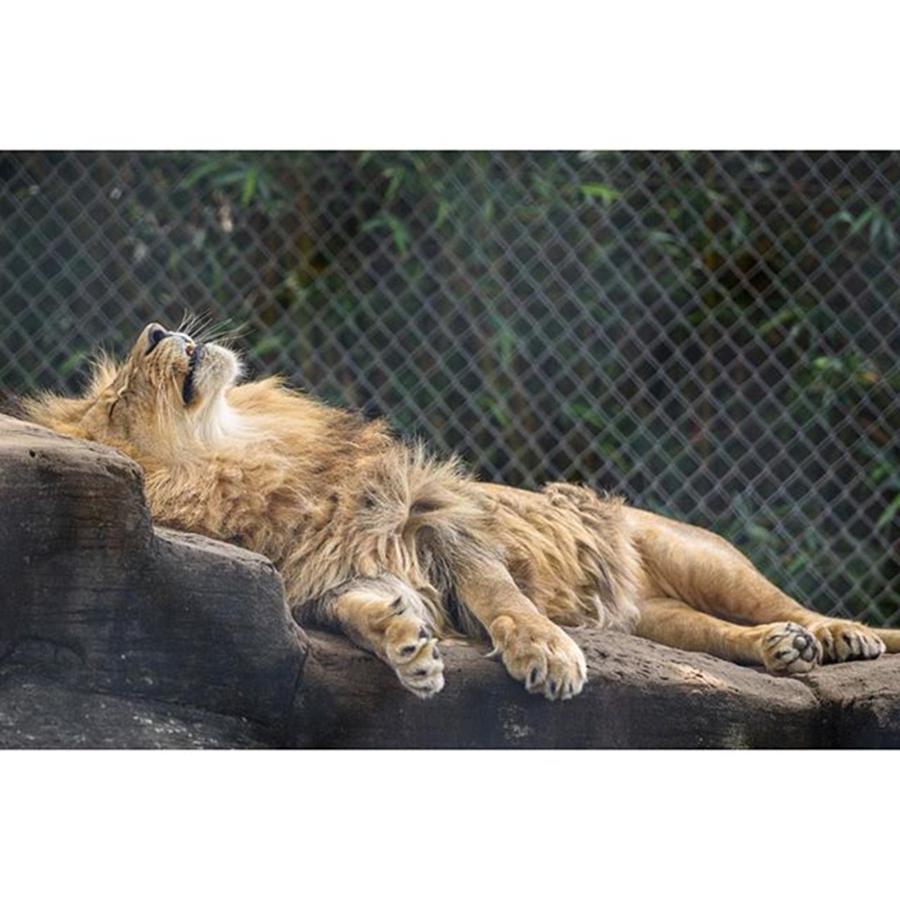 Wildlife Photograph - #sunday #nap #lion #animal #nature by Raw Image Photo
