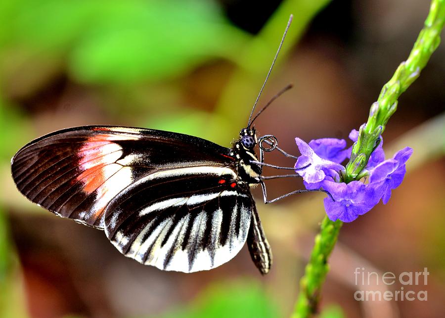 Butterfly Photograph - Sunday Sip by Lisa Renee Ludlum