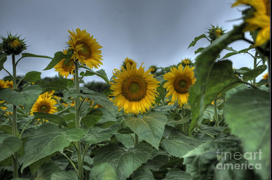 Summer Photograph - Sunday Sunflowers by David Bearden