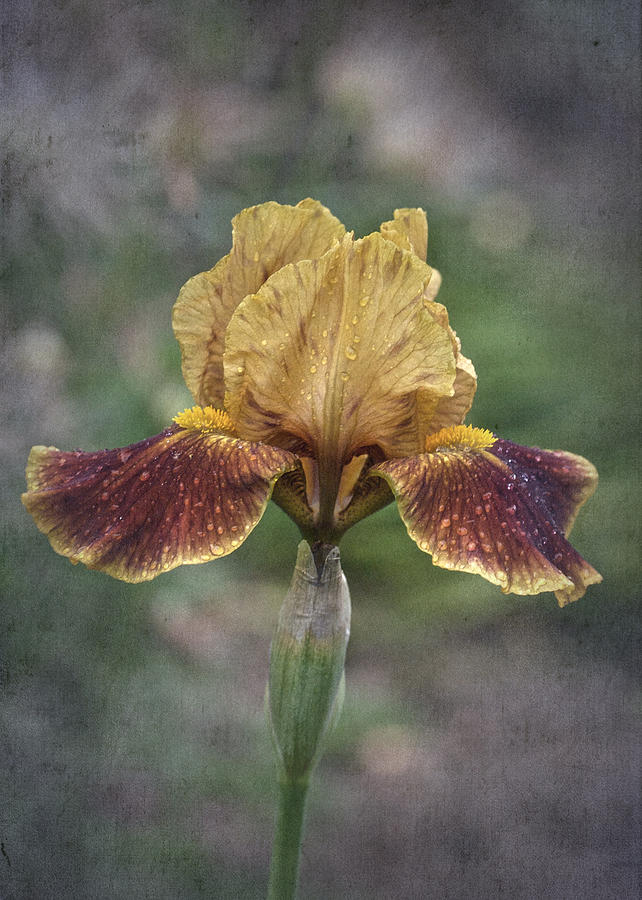 Sunday Vintage iris No. 2 Photograph by Richard Cummings