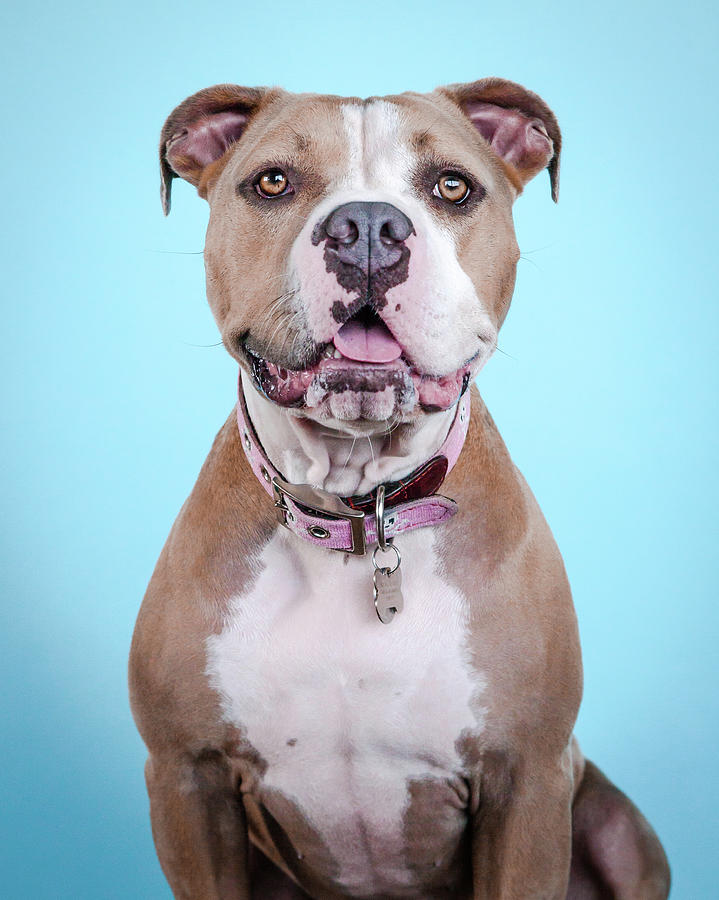 Dog Photograph - Sunday_6403 by Pit Bull Headshots by Headshots Melrose
