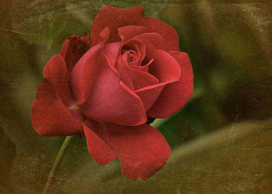 Sundays Vintage Red Rose Photograph by Richard Cummings