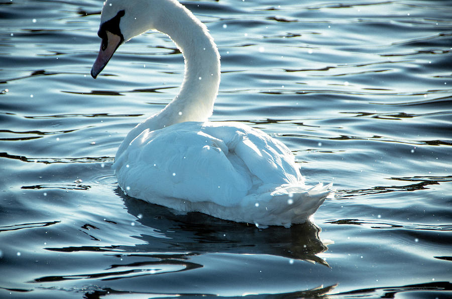 Winter Swan Photograph by Marilyn Wilson
