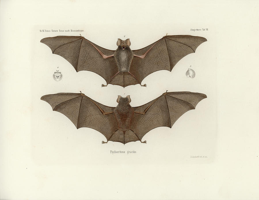 Sundevalls Roundleaf Bat Drawing by A Andorff