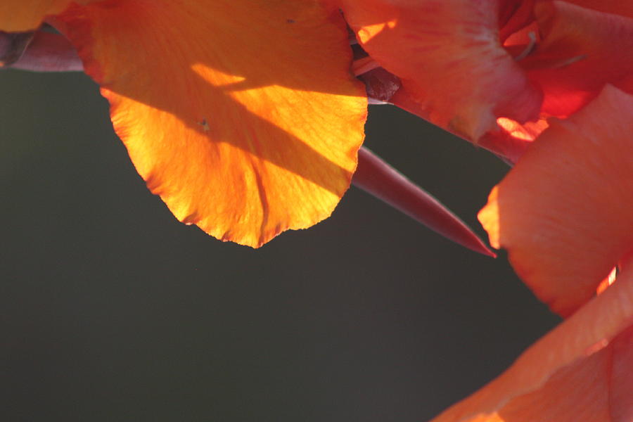 Flowers Still Life Photograph - Sundial by Brian Boyle