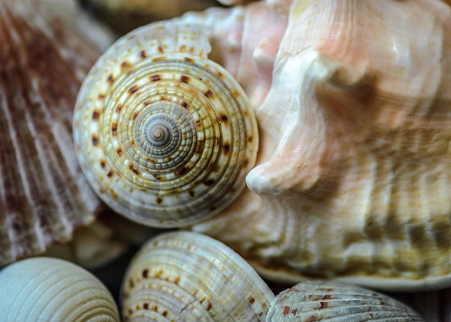 Sundial Seashells Photograph by Debra Martz
