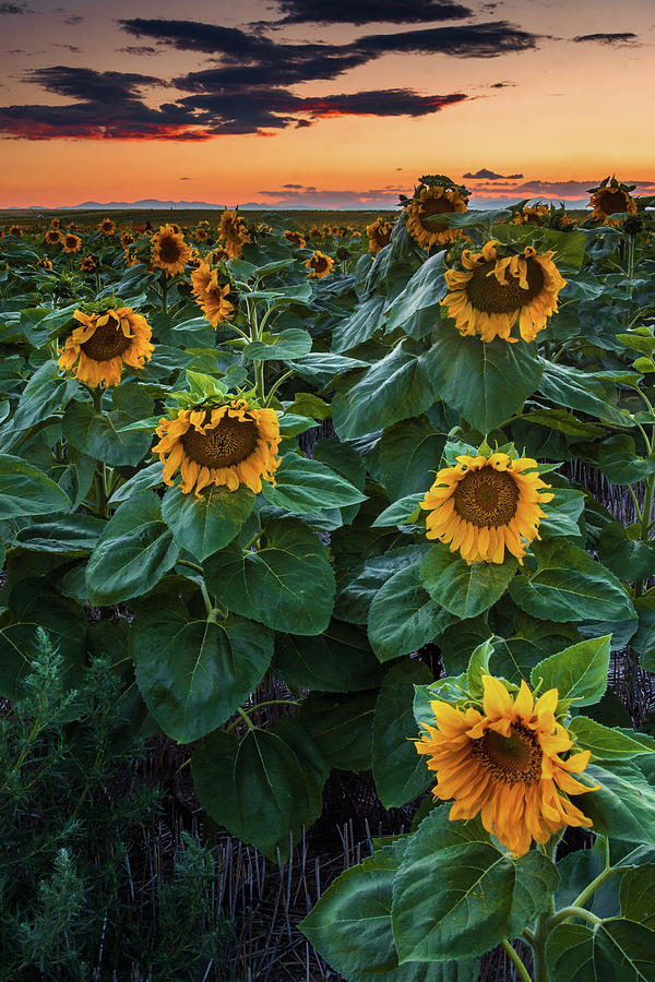 Sundown and Sunflowers Photograph by John De Bord