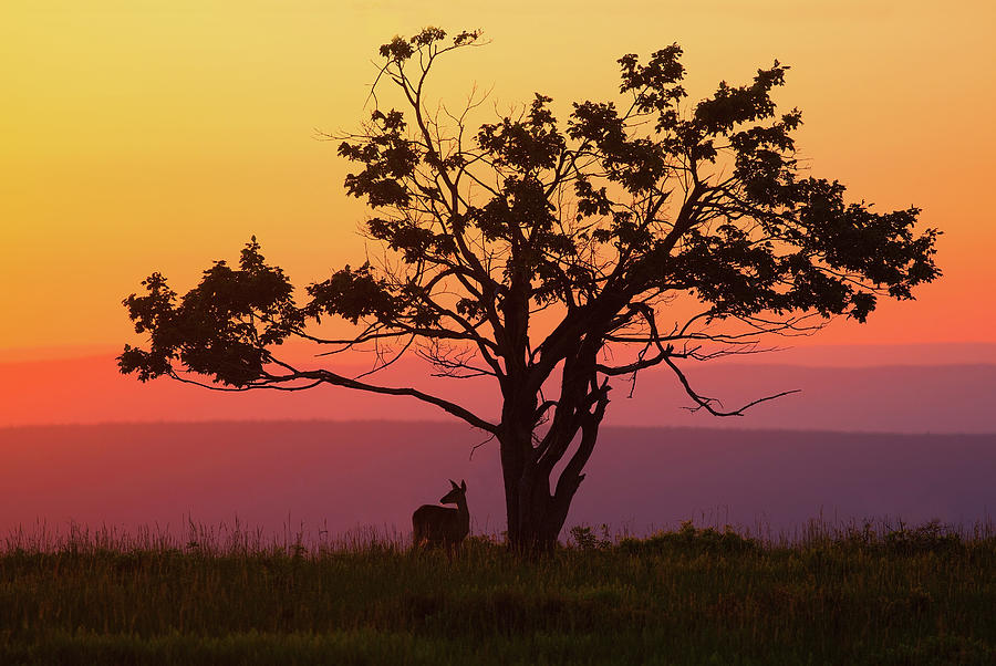 Sundown at Big Meadows Photograph by Art Cole