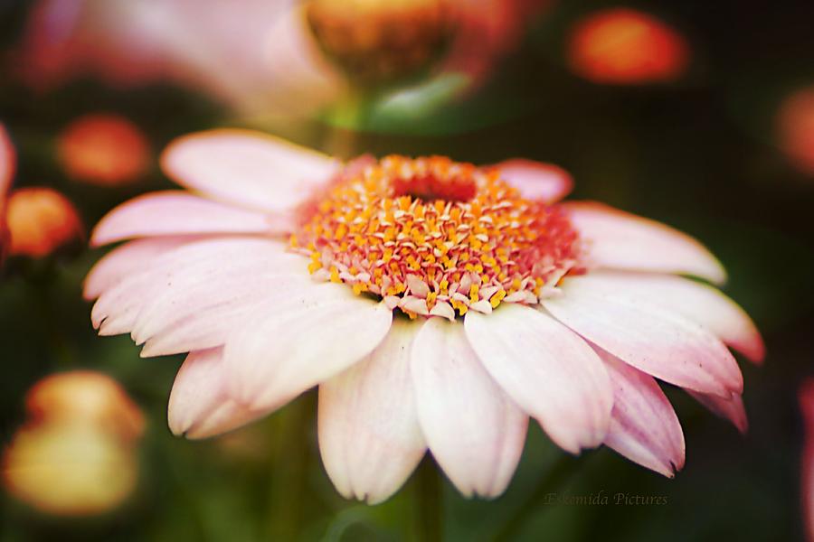 Flower Photograph - Sundown Flower by Eskemida Pictures