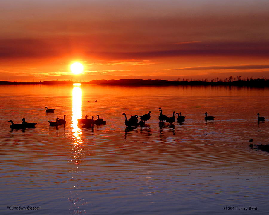 Sundown Geese Photograph by Larry Beat