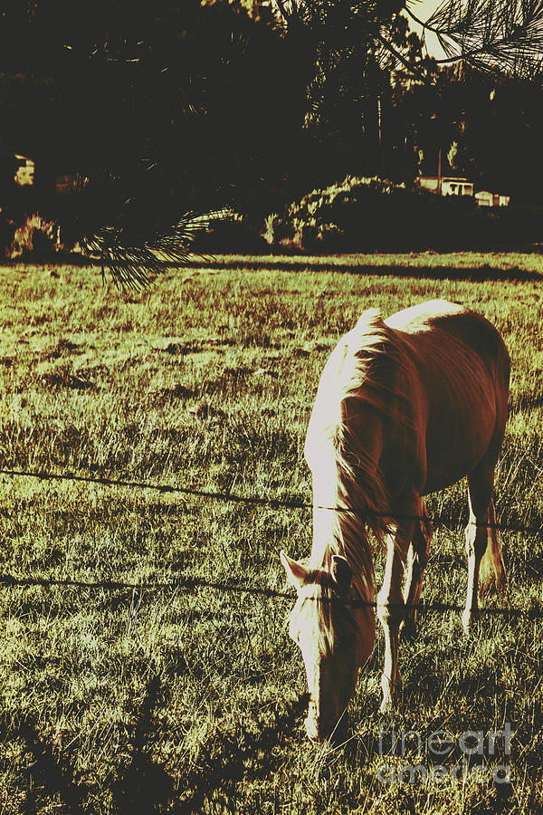 Sundown horse meadow Photograph by Jorgo Photography