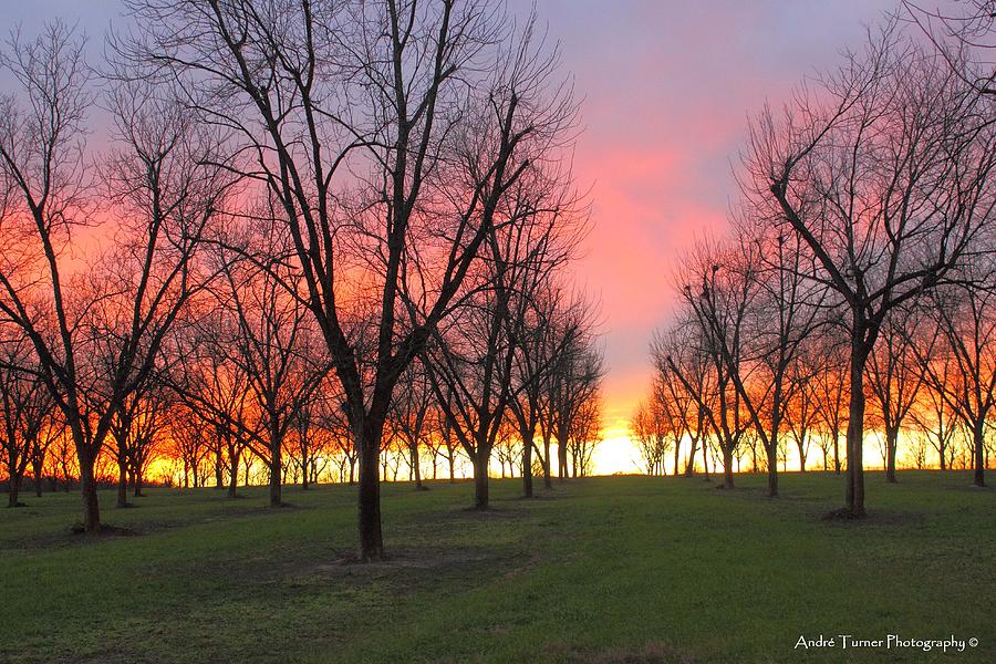 Sundown Pecan Orchard Photograph by Andre Turner