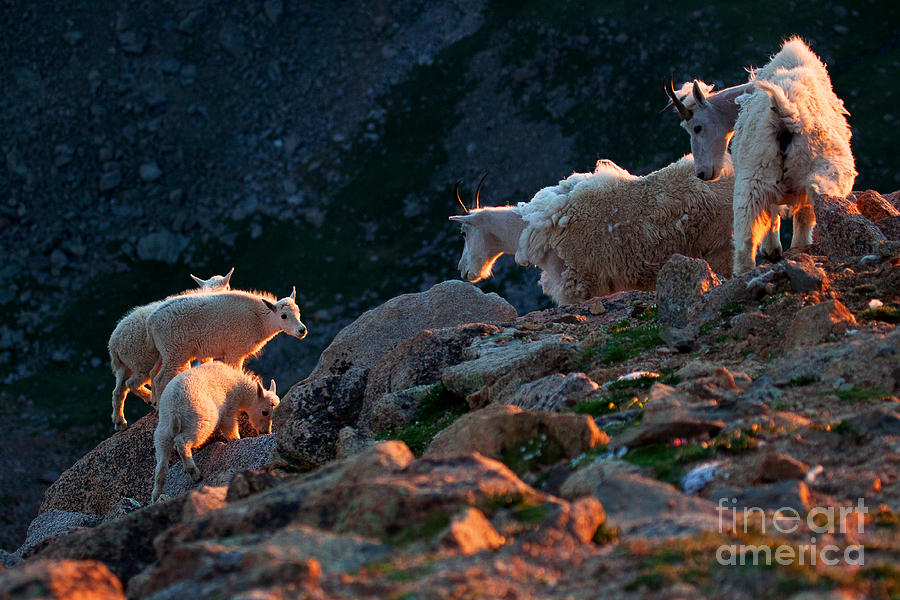 Mountain Goats Photograph - Sundowners by Jim Garrison