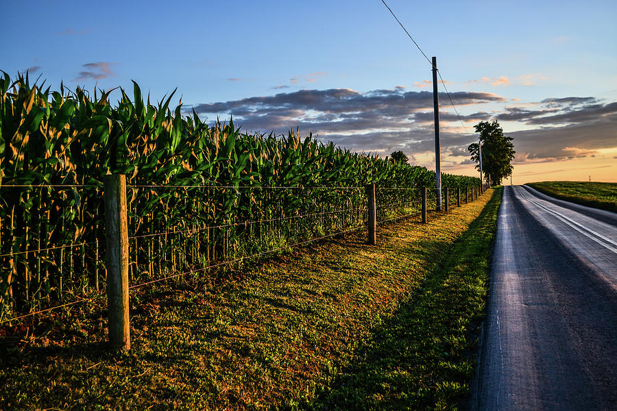 Sundrenched Cornfield Photograph by Tana Reiff