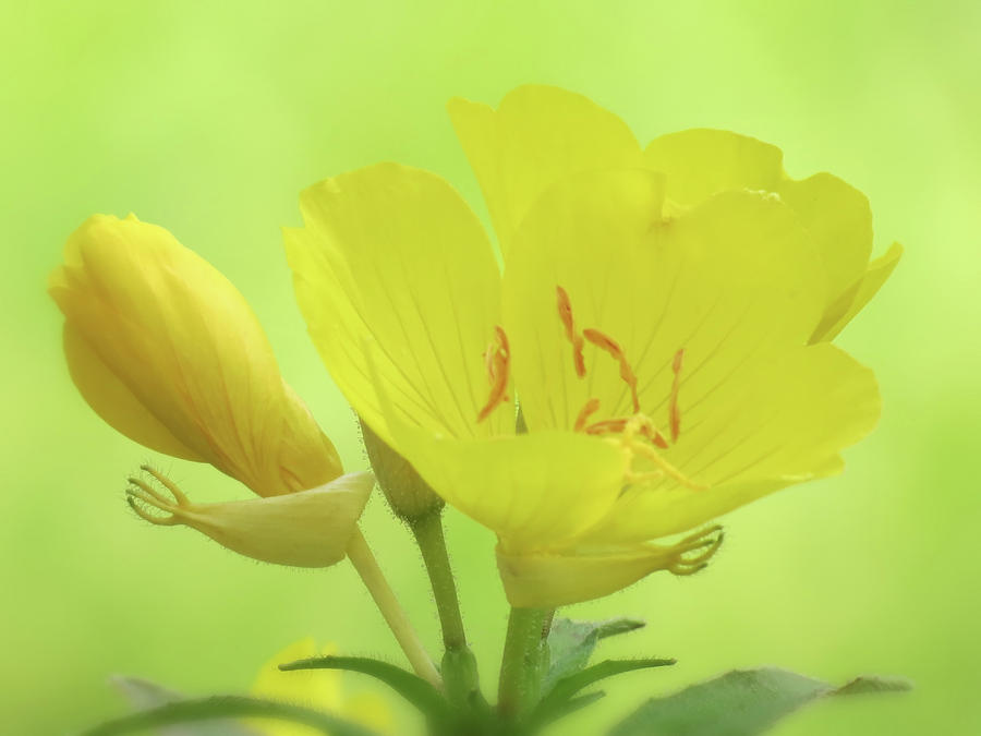 Sundrops Floral on Green Photograph by MTBobbins Photography