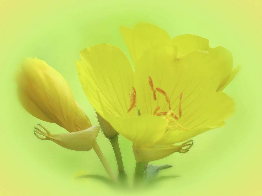 Sundrops Floral - Vignette Photograph by MTBobbins Photography