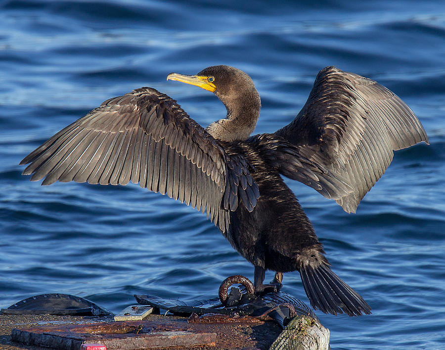 Sundrying Cormorant Photograph by Carl Olsen