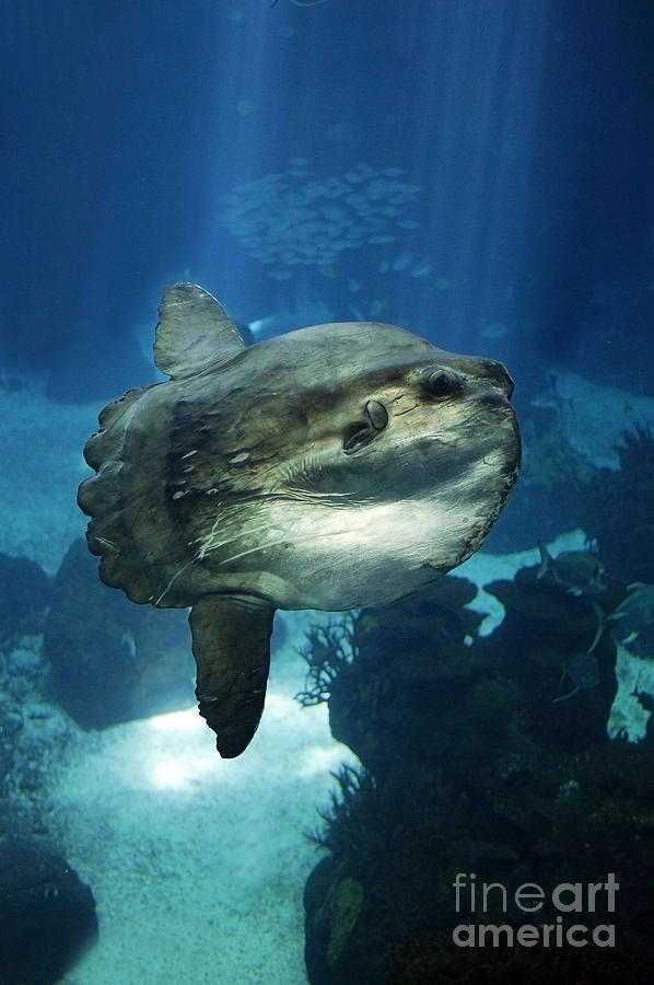 Sunfish Mola Mola Photograph by Gerard Lacz
