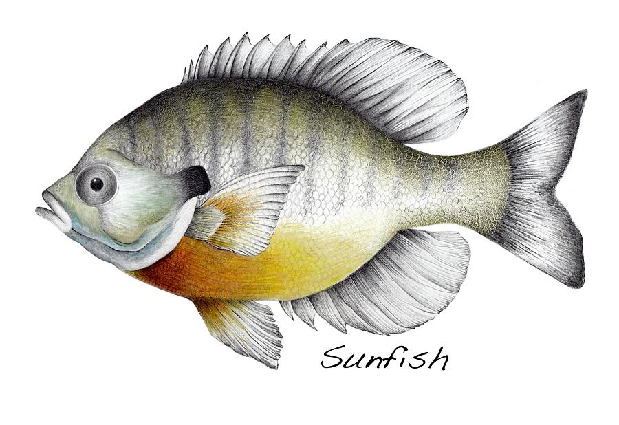 Sunfish Drawing by Shelly Reiner